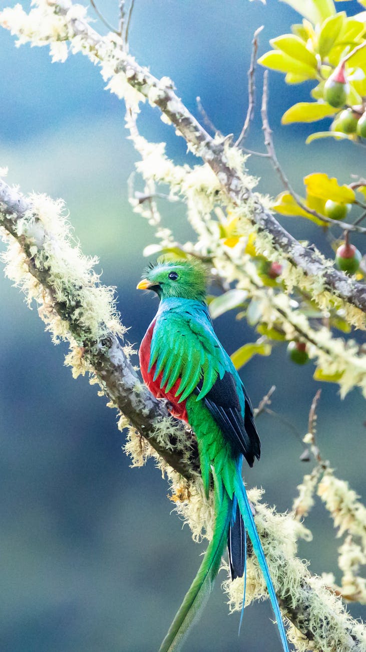 Conservation du quetzal et observation des oiseaux à Monteverde